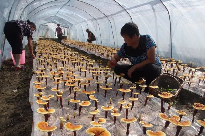 商城县宜家粮油：引领当地粮油行业的新浪潮